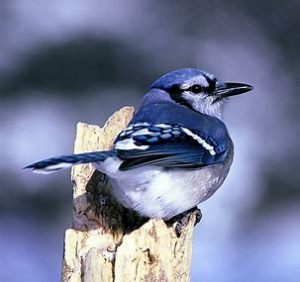 bluejay